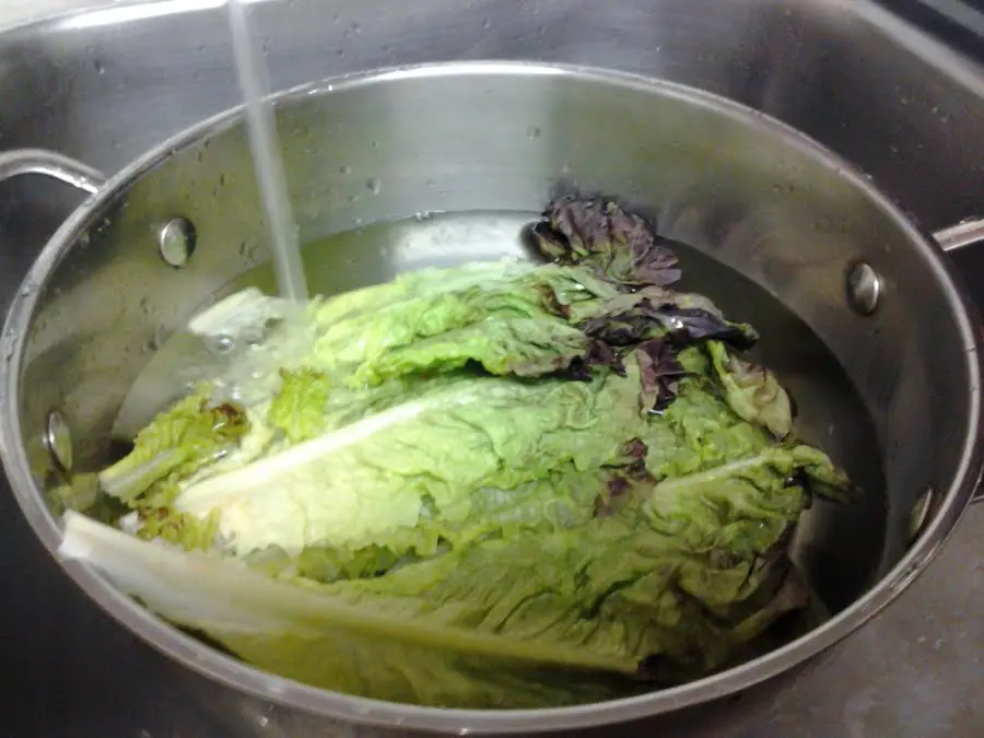 How to Keep Lettuce Fresh pics 1 1