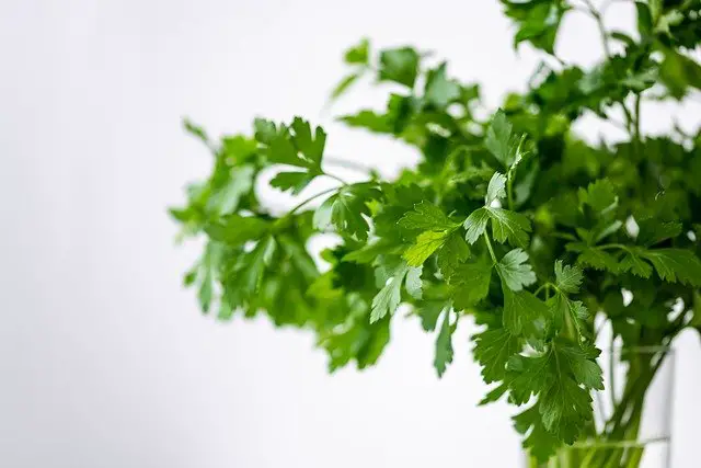 Placing cilantro stems down in a glass of fresh water