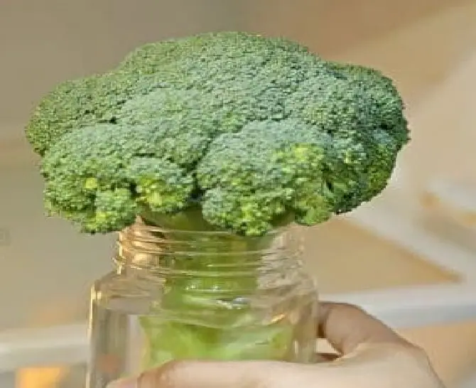 How To Keep Broccoli Fresh