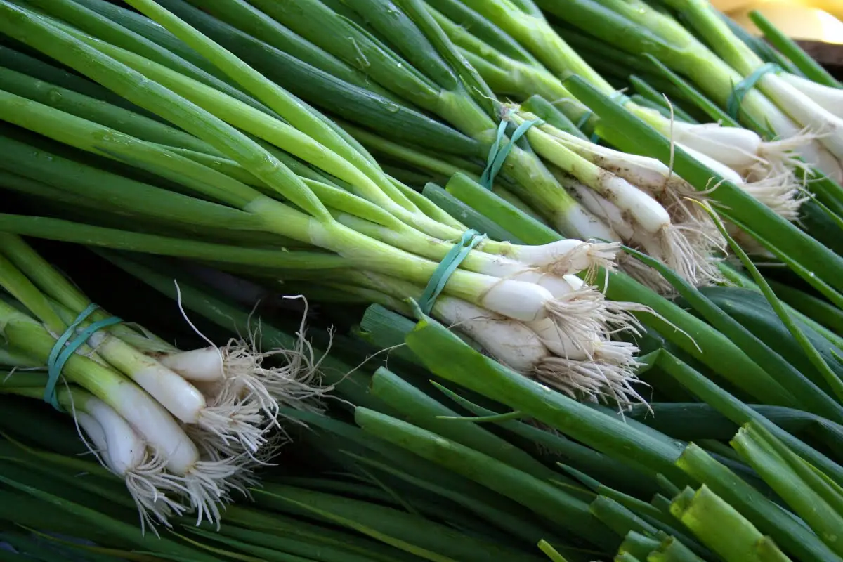 how to keep onions fresh